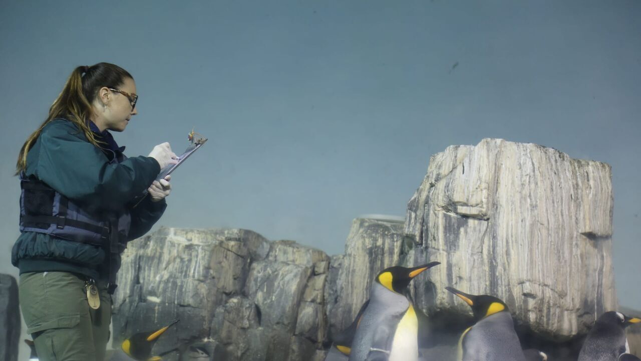 Vignette du programme télé Le zoo du Bronx