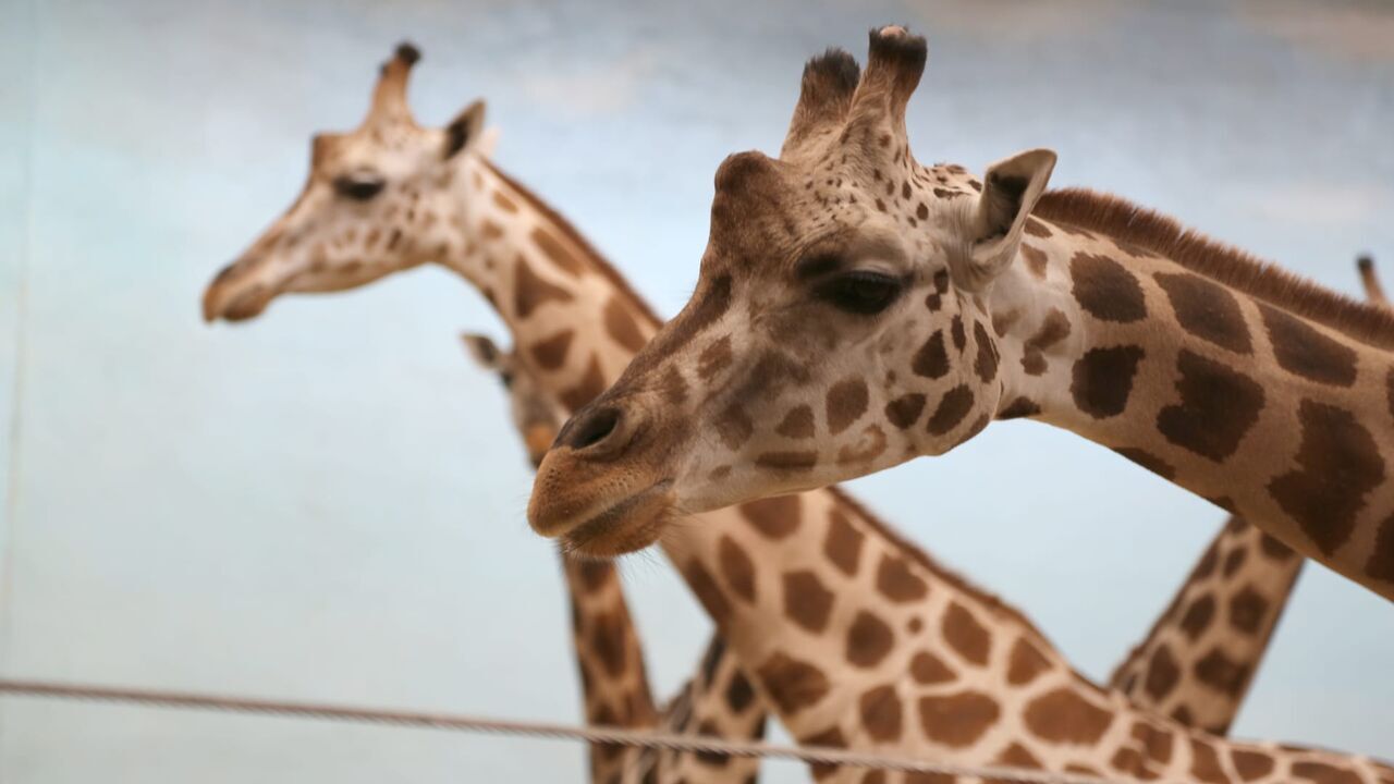 Vignette du programme télé Le zoo du Bronx