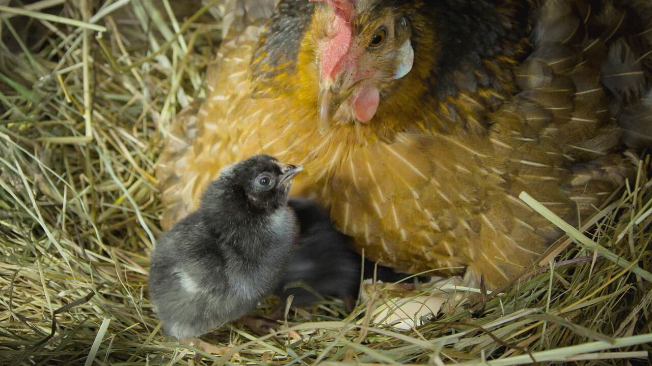 Vignette du programme télé Au commencement était l'oeuf : les animaux ovipares