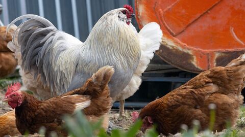 Vignette du programme télé Super poulet