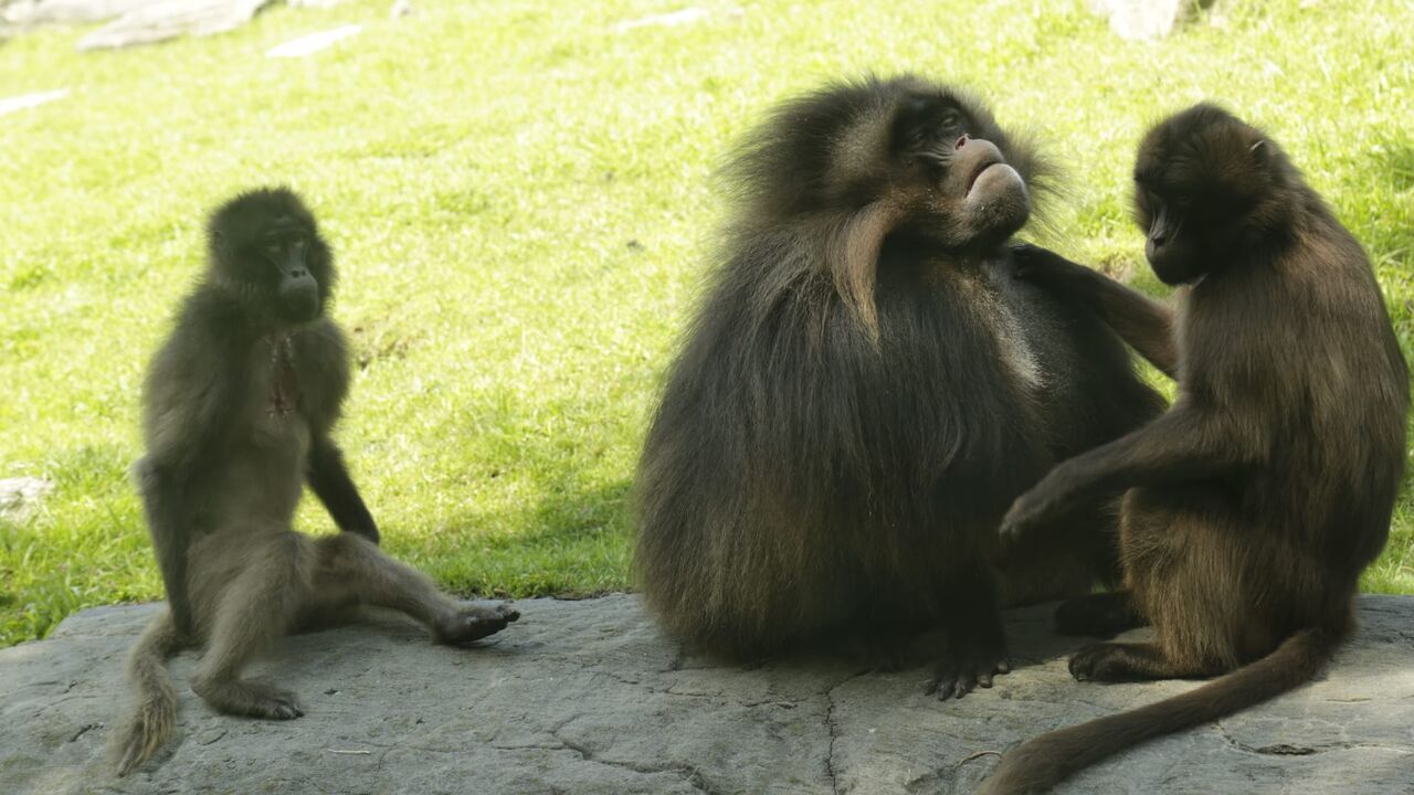 Vignette du programme télé Le zoo du Bronx