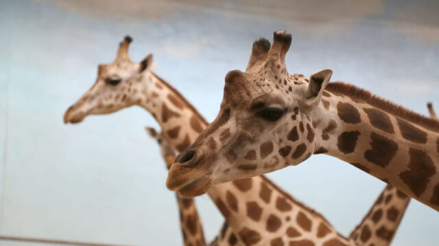 Vignette du programme télé Au coeur du zoo de New York