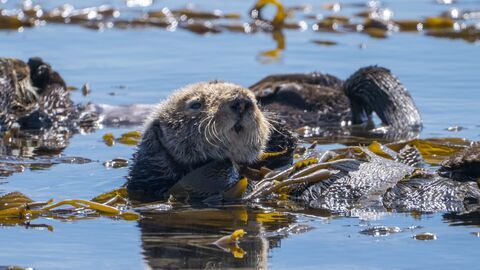 Vignette du programme télé Opération loutres de mer : Cap sur la Californie