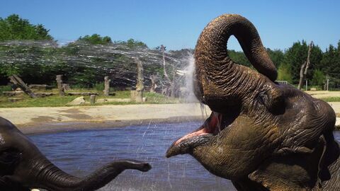 Vignette du programme télé Le PAL : au coeur du zoo le plus insolite de France