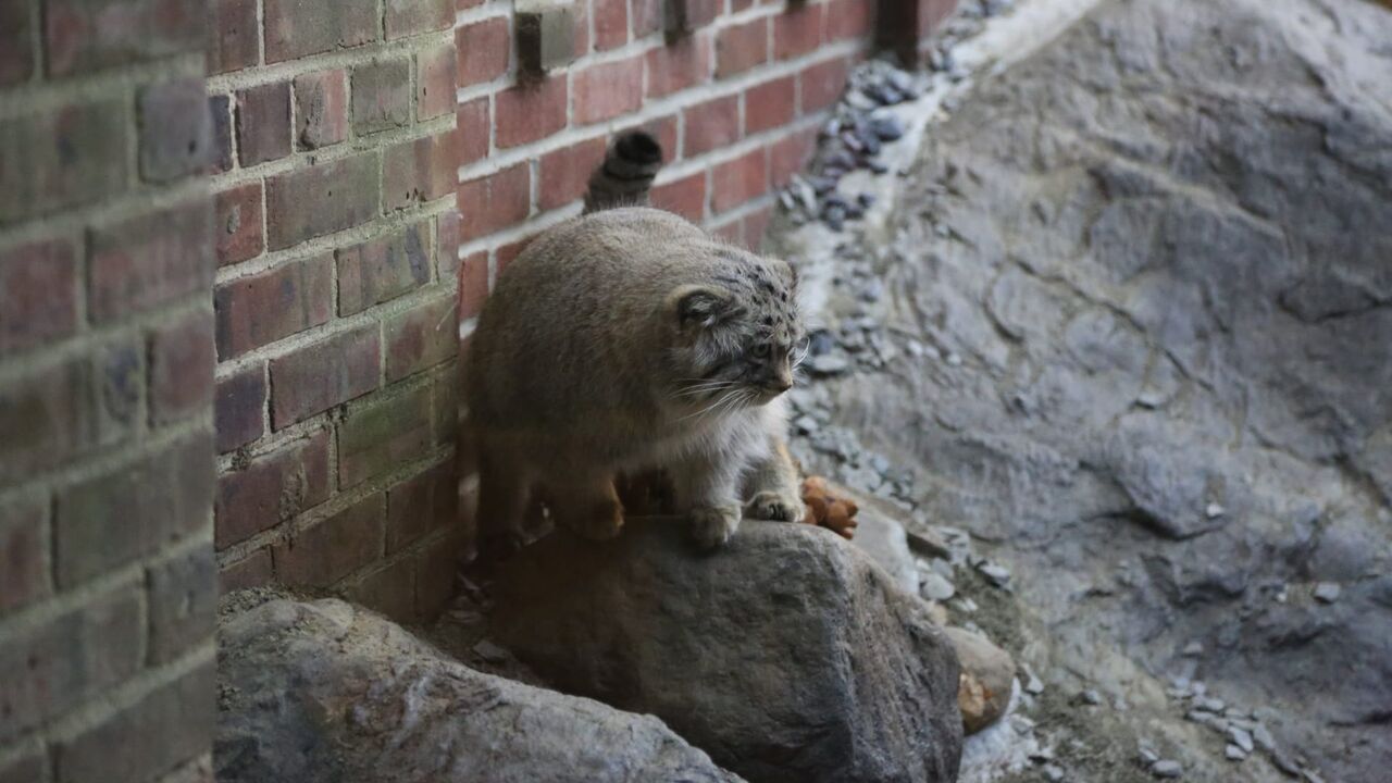 Vignette du programme télé Le zoo du Bronx