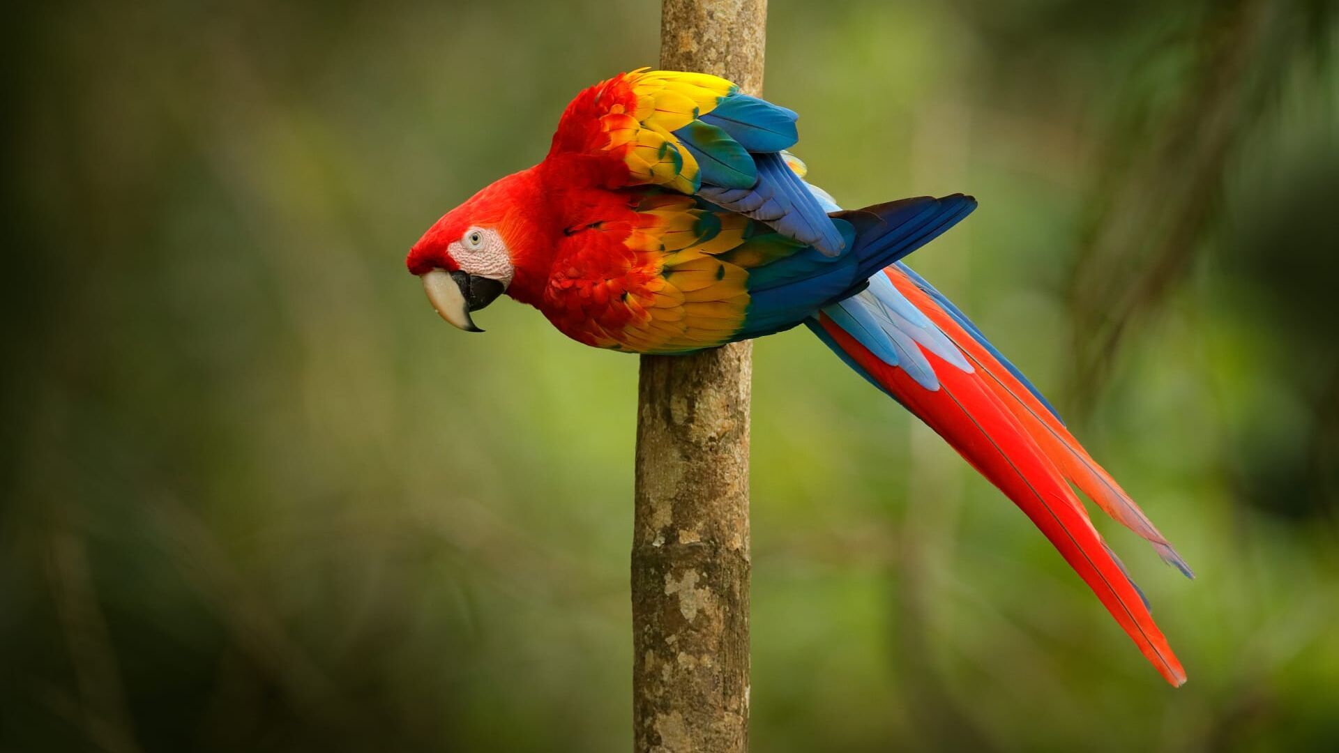 Vignette du programme télé Beauval, au plus près des animaux