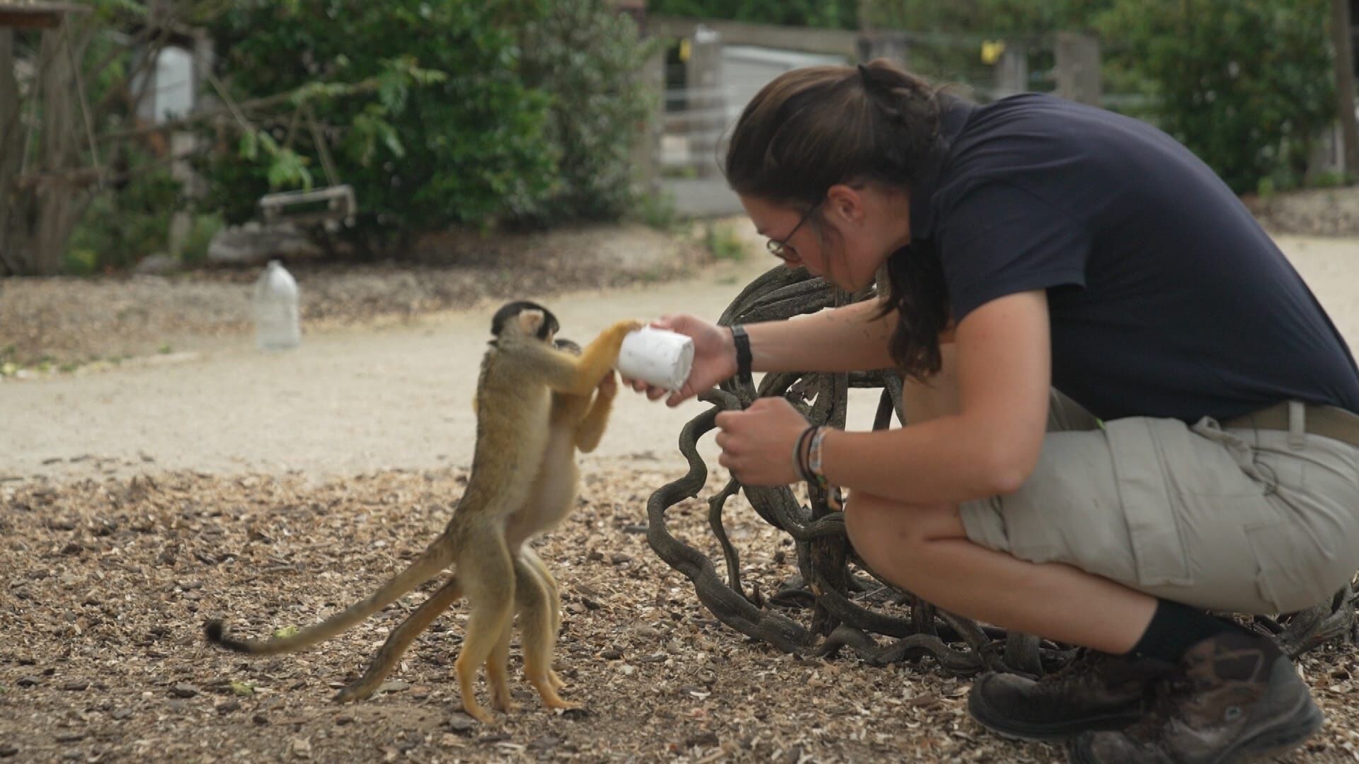 Vignette du programme télé Naissances extraordinaires au zoo