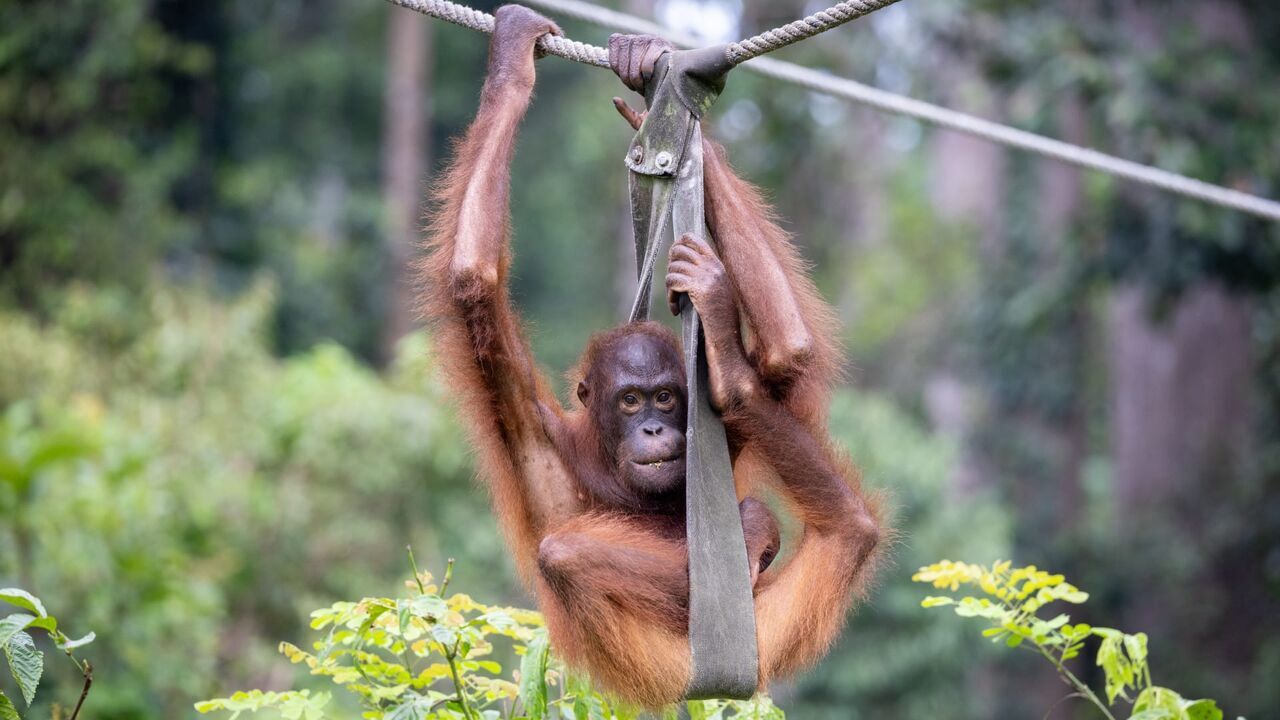 Vignette du programme télé Orangs-outans : nos frères de la forêt
