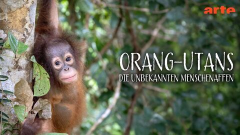 Vignette du programme télé Orangs-outans : nos frères de la forêt
