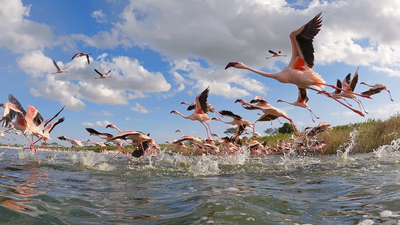 Vignette du programme télé Serengeti, la grande cavalcade des animaux