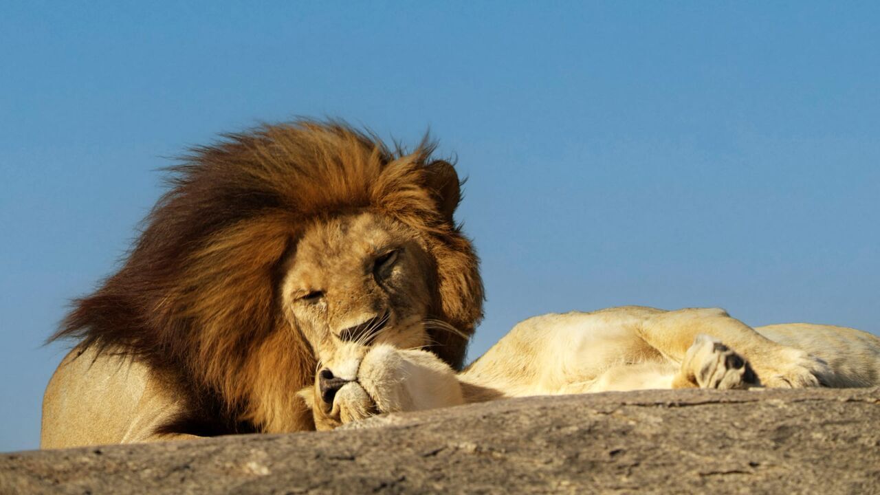 Vignette du programme télé Serengeti, la grande cavalcade des animaux