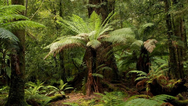 Vignette du programme télé La Tasmanie sauvage