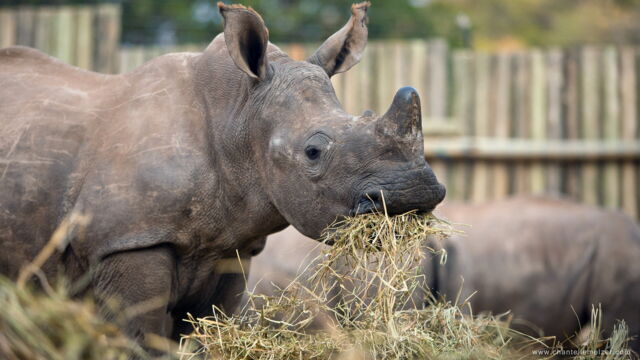 Vignette du programme télé Les derniers rhinocéros d'Afrique