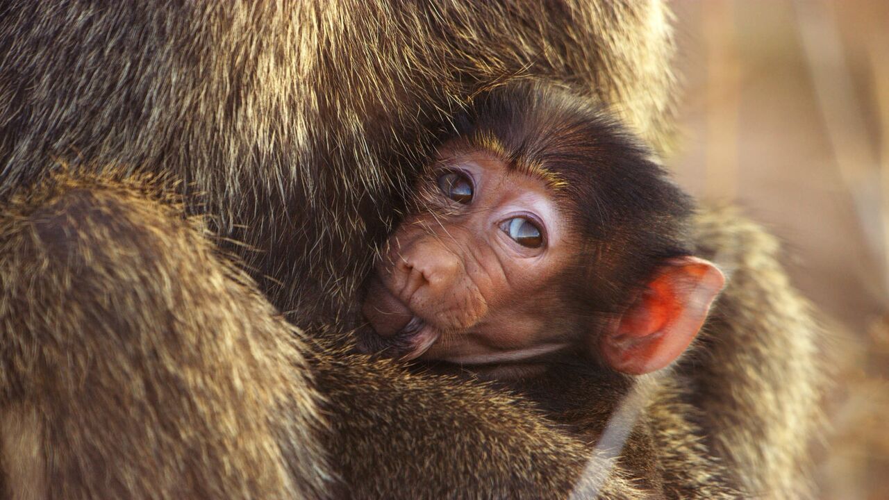 Vignette du programme télé Serengeti, la grande cavalcade des animaux