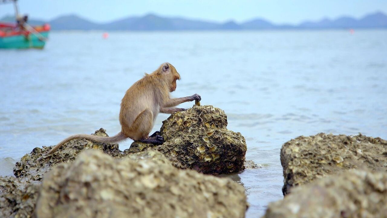 Vignette du programme télé Primates