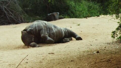 Vignette du programme télé Les derniers rhinocéros d'Afrique