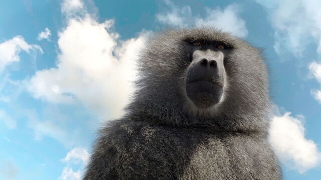 Vignette du programme télé Serengeti, la grande cavalcade des animaux