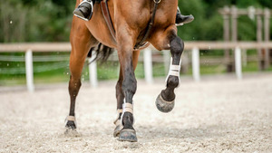 Vignette du programme télé Equitation : Saut d'obstacles international Paris