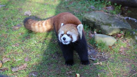 Vignette du programme télé Le zoo du Bronx