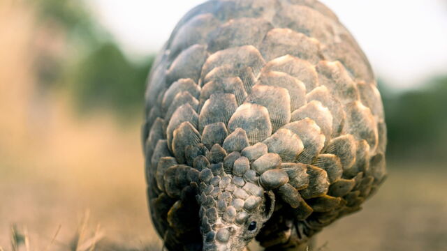 Vignette du programme télé Mission pangolin : Retour à la vie sauvage