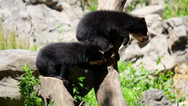 Vignette du programme télé Au coeur du zoo de New York