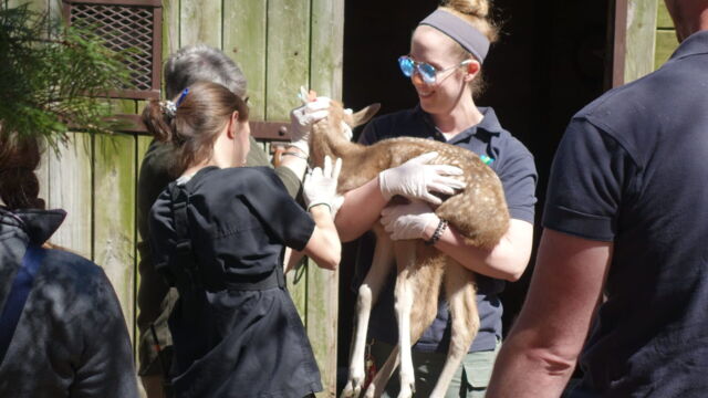 Vignette du programme télé Au coeur du zoo de New York