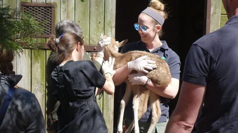 Vignette du programme télé Le zoo du Bronx