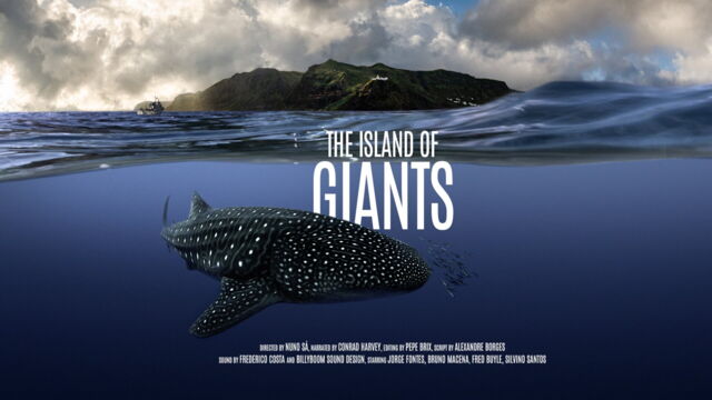 Vignette du programme télé Les géants marins des Açores