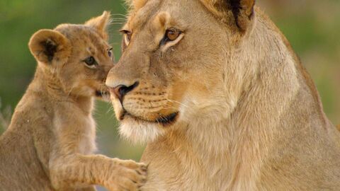 Vignette du programme télé Un lion né pour régner