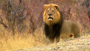 Vignette du programme télé Un lion né pour régner