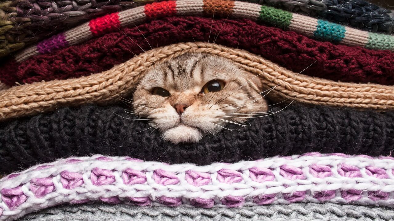Vignette du programme télé Le grand bêtisier des chats
