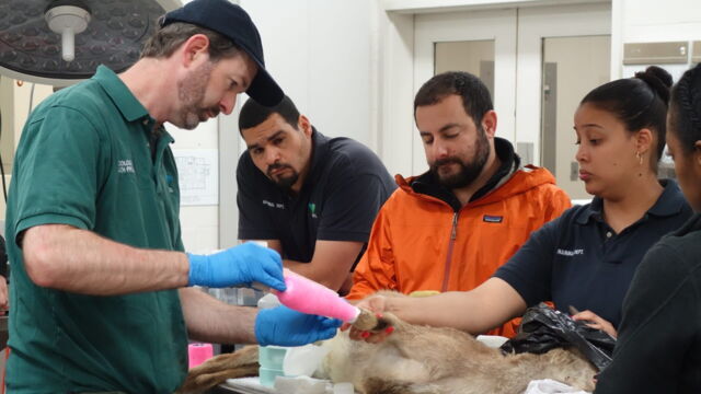 Vignette du programme télé Au coeur du zoo de New York
