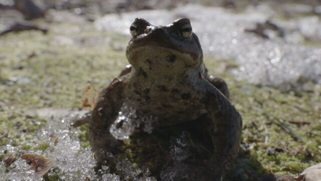 Vignette du programme télé Estonie, au secours des grenouilles