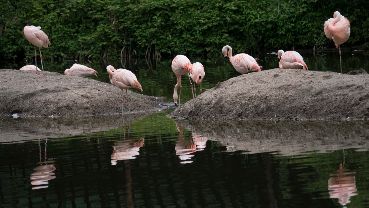 Vignette du programme télé Le zoo du Bronx