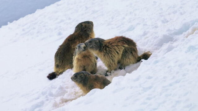 Vignette du programme télé Marmottes, la guerre des clans
