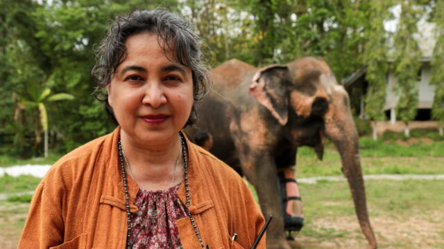 Vignette du programme télé Thaïlande, l'hôpital des éléphants