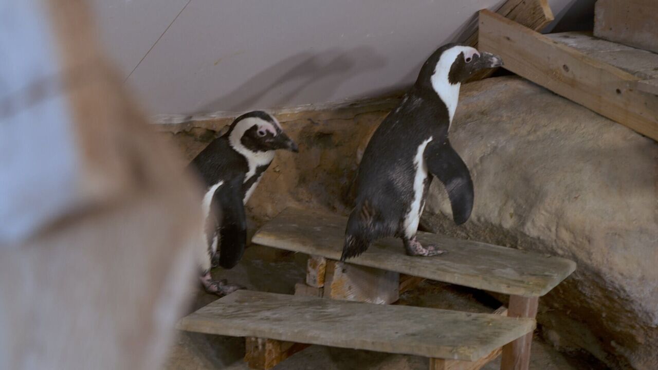 Vignette du programme télé Nausicaá, dans les coulisses du plus grand aquarium d'Europe