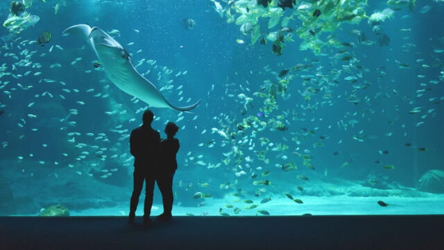 Vignette du programme télé Nausicaá, dans les coulisses du plus grand aquarium d'Europe
