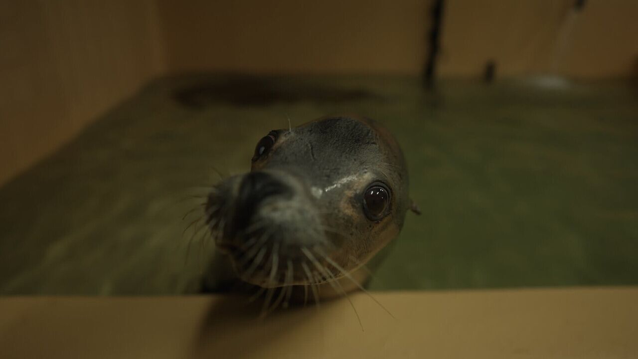 Vignette du programme télé Nausicaá, dans les coulisses du plus grand aquarium d'Europe