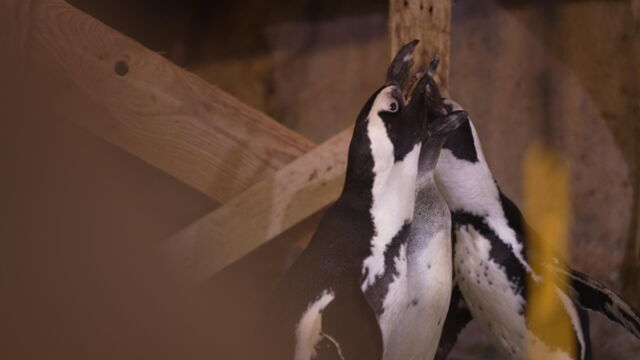 Vignette du programme télé Nausicaá, dans les coulisses du plus grand aquarium d'Europe