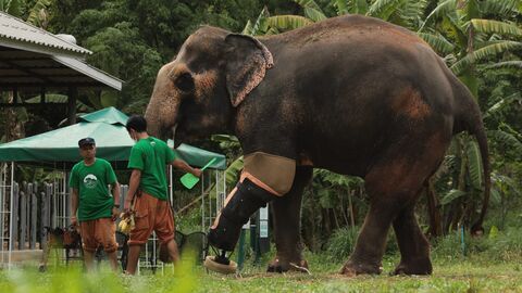 Vignette du programme télé Thaïlande, l'hôpital des éléphants