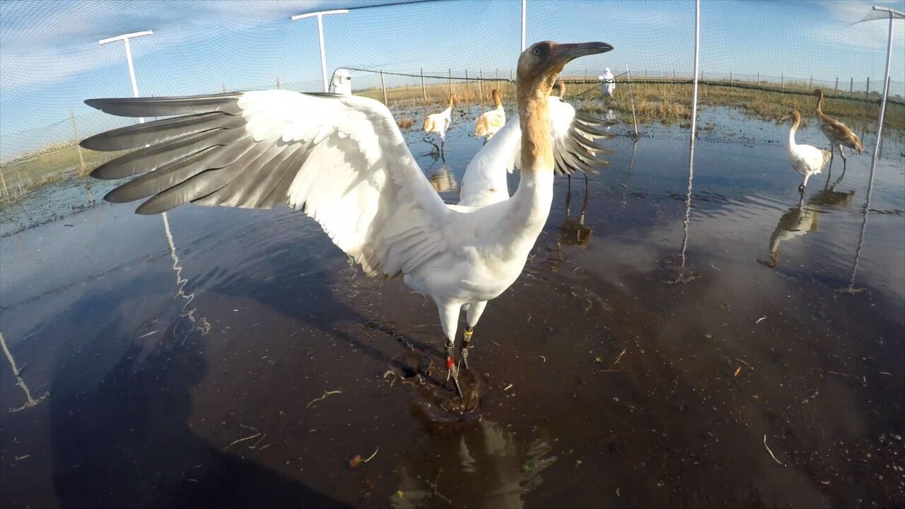 Vignette du programme télé Louisiane, la passion des oiseaux