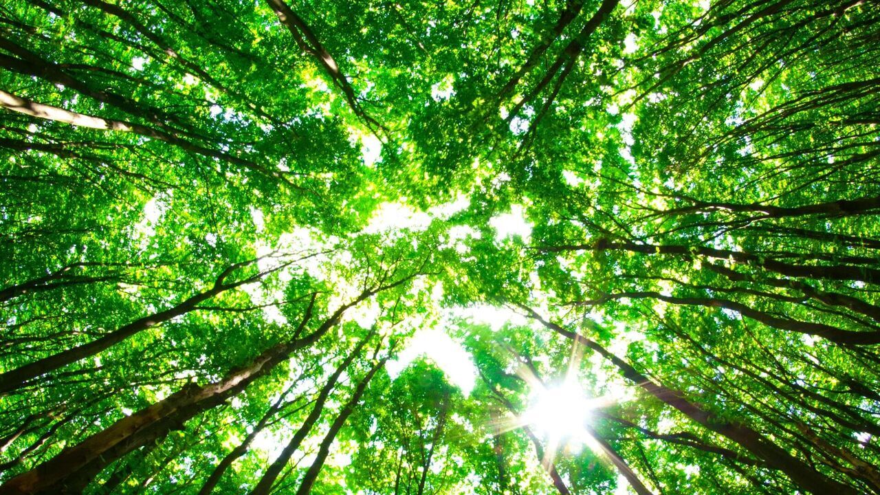 Vignette du programme télé La civilisation des arbres