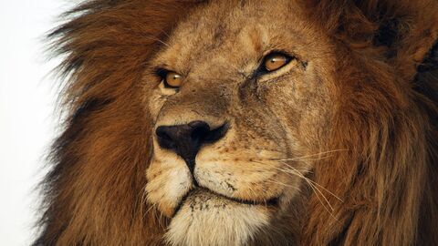 Vignette du programme télé Serengeti, la grande cavalcade des animaux