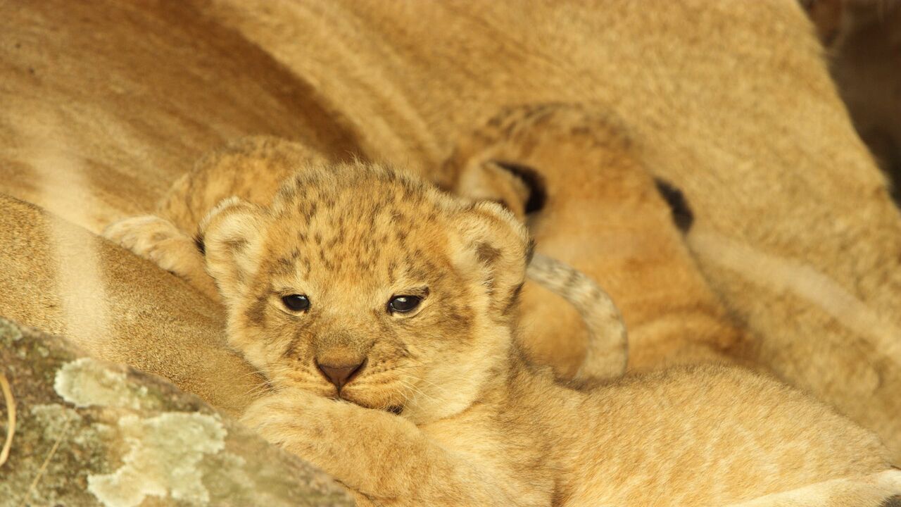 Vignette du programme télé Serengeti, la grande cavalcade des animaux