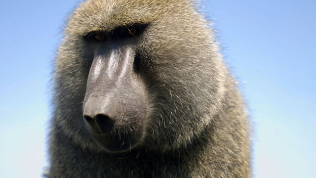 Vignette du programme télé Serengeti, la grande cavalcade des animaux