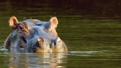Vignette du programme télé Serengeti, la grande cavalcade des animaux
