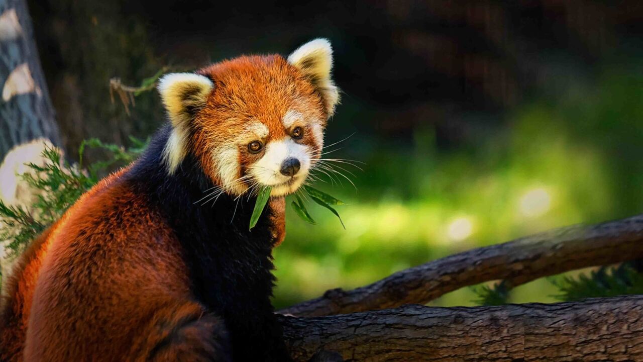Vignette du programme télé Le zoo du Bronx
