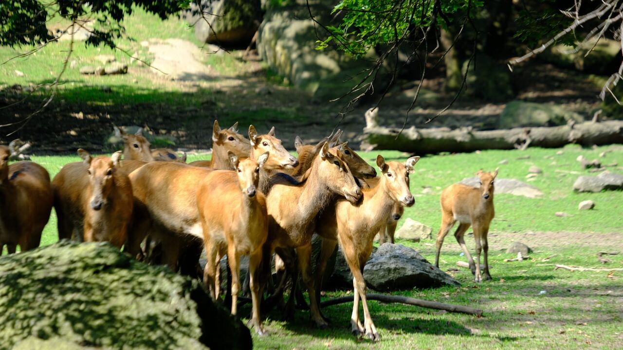 Vignette du programme télé Le zoo du Bronx