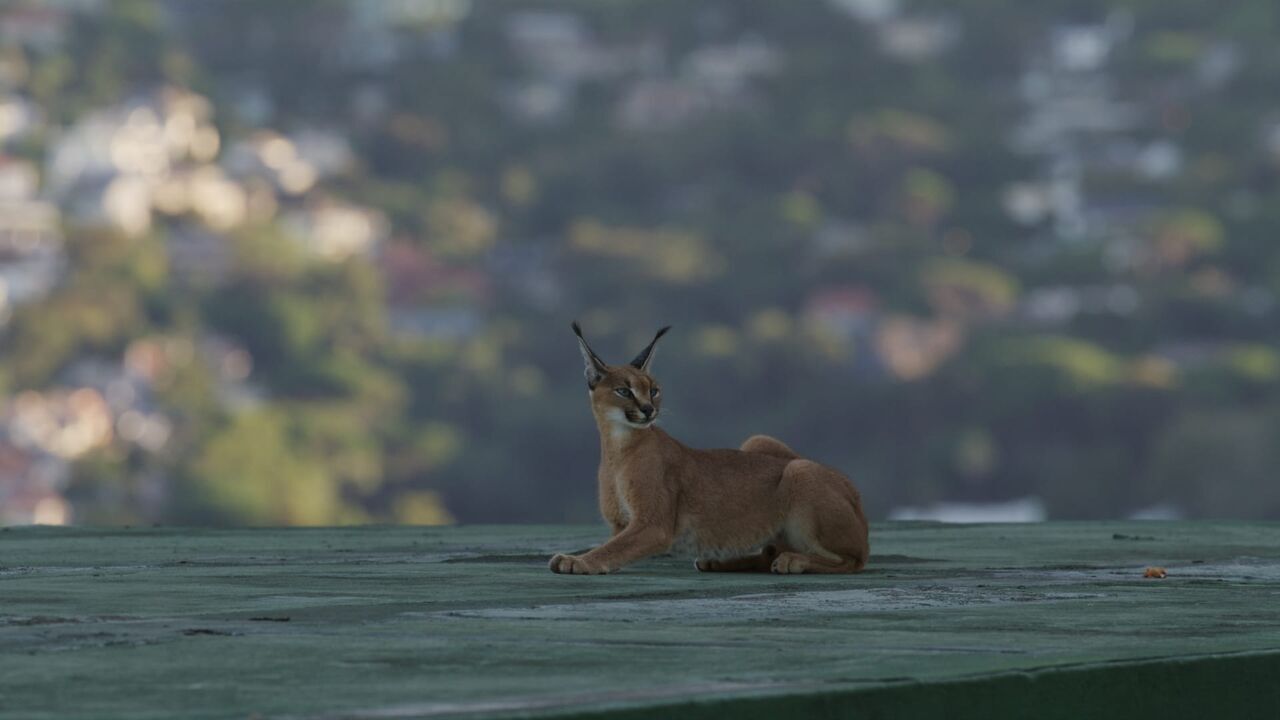 Vignette du programme télé Caracal : La société du chat solitaire